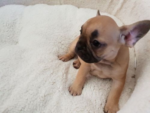 french bulldogs puppies
