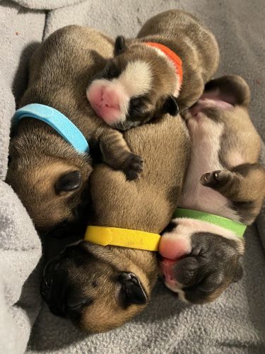 French Bulldog Puppies
