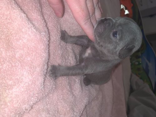 Kc Registered French Bulldog Pups