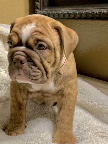 AKC English Bulldogs