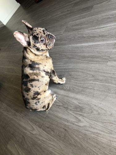 Bring home beans for Christmas!!