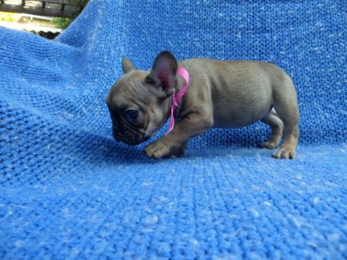 Playful French Bulldog Puppies