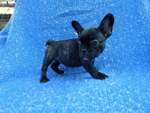 Playful French Bulldog Puppies