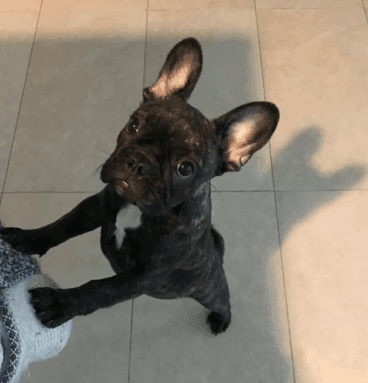 French bulldog puppies for sale