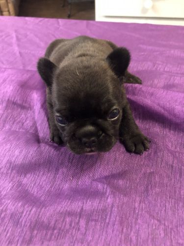 Female frenchie (Paris)