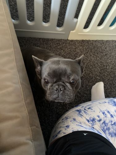 2 year Old female French bull dog needs loving home