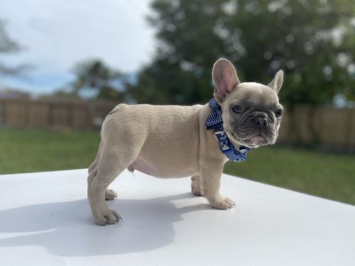 Male Frenchie