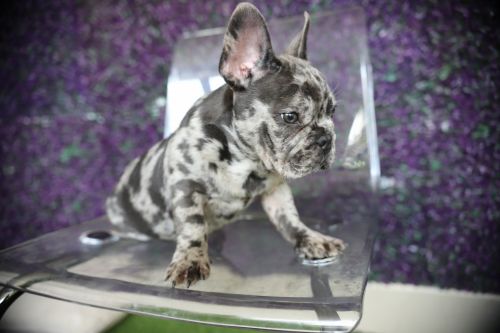 Fluffy French Bulldog