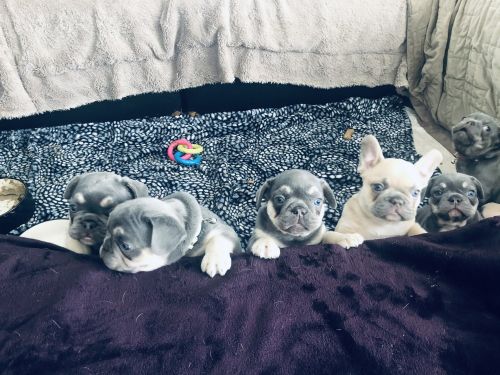 Lilac French Bulldog