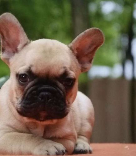 Adorable French Bulldog