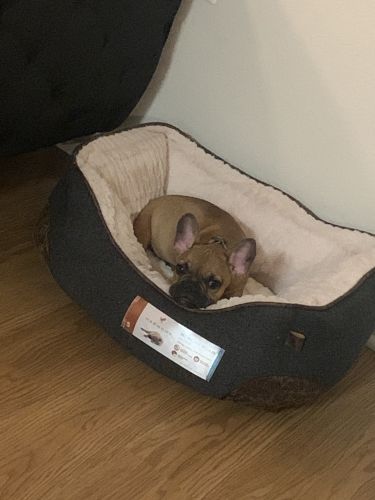 French Bulldog Puppies for sale in Joint Base Anacostia-Bolling, DC 20032, USA. price: $2,800