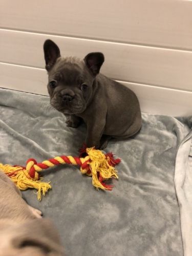 French Bulldog Puppies for sale in Los Angeles, CA, USA. price: $800