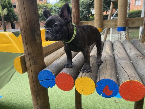 French bulldog puppy