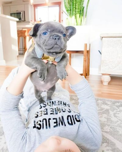 French Bulldogs for Rehoming