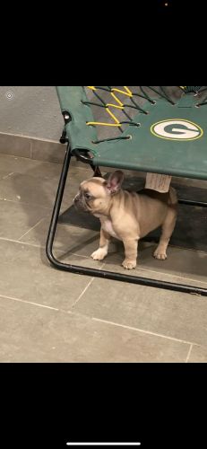 Beautiful French bulldog