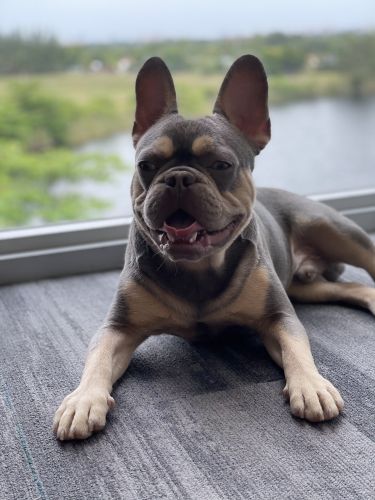 8 month old tri color French bulldog
