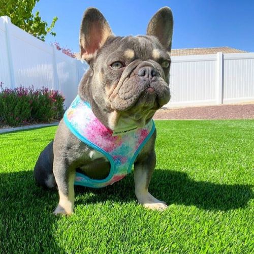 French Bulldog Puppies for sale in Los Angeles, CA, USA. price: NA