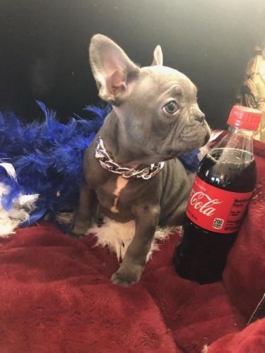 French Bulldog Veterinarian examination, Health certificate, Health