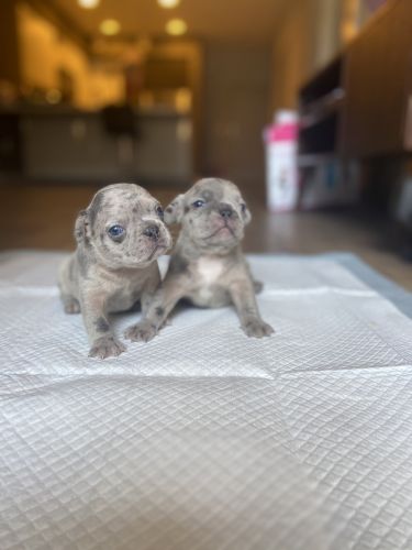 French Bulldog Puppies for sale in Los Angeles, CA, USA. price: NA
