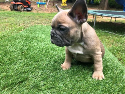 French Bulldog Puppies for sale in Los Angeles, CA, USA. price: $850