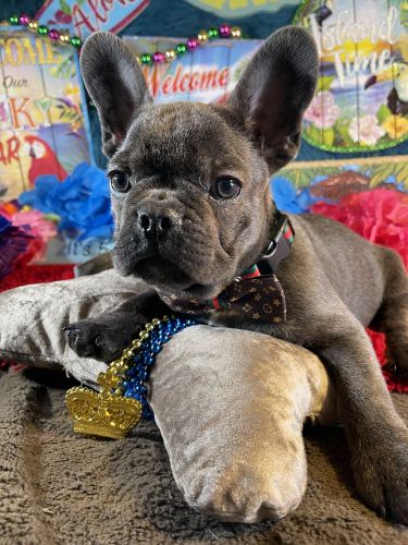 French Bulldog For Sale in Florida - Blue Male
