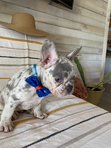 Exotic French bulldog