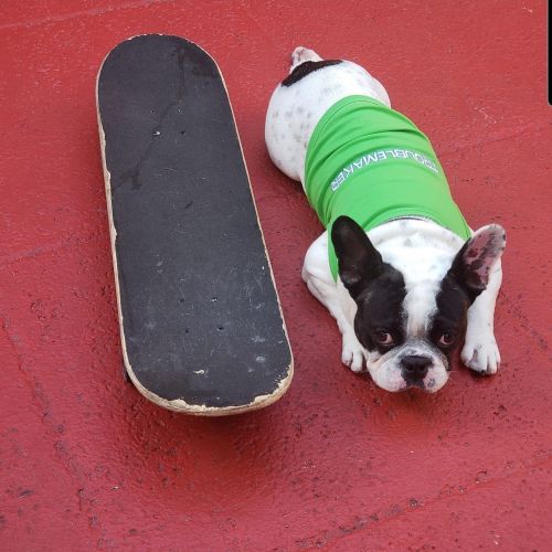 French bulldog for sale !