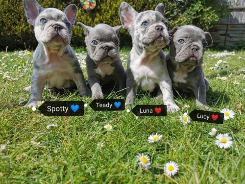 French Bulldog Puppies for sale in Los Angeles, CA, USA. price: $1,000
