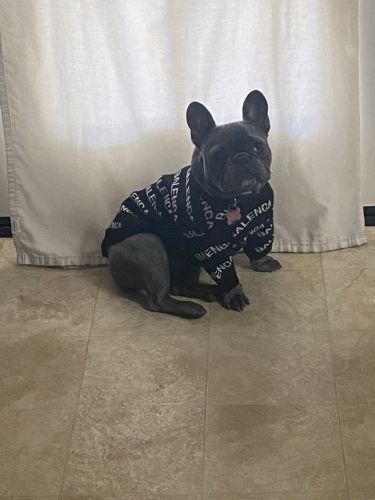 Girl French bulldog 4 sale