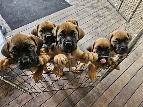 Gorgeous Ultimate Mastiffs
