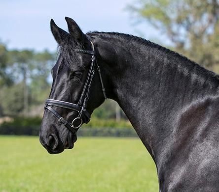 2010 Friesian Mare: Beautiful