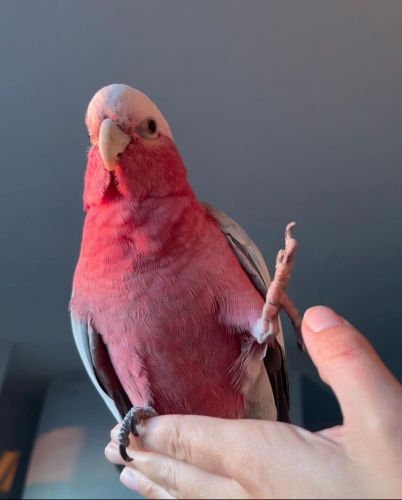 Galah Cockatoo Parrots