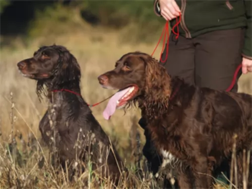 german longhaired pointer dogs - caring