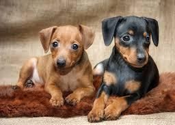German Pinscher Puppies For Sale ***