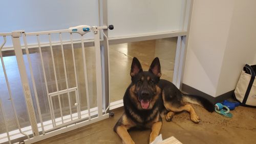 German Shepherd needs new house