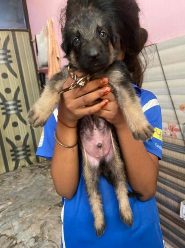 German Shepard 30 days old puppies for sale contact ***