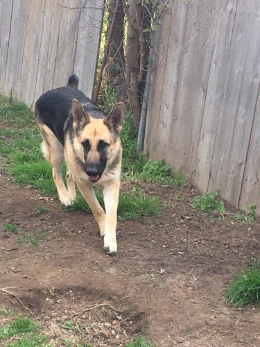 Two Rescue Dogs Available for Adoption