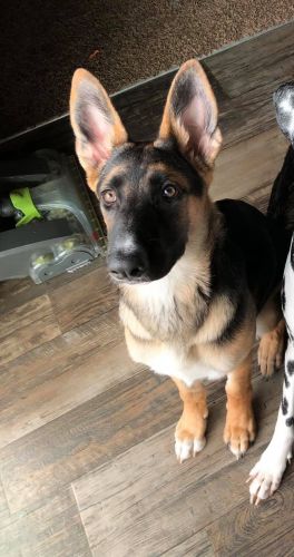 German Shepherd Puppy