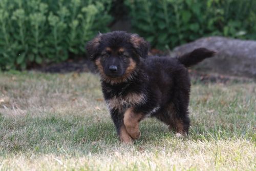 giving German Shepherd Puppies