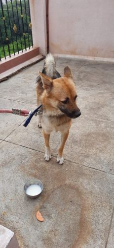 I want to sell my dog