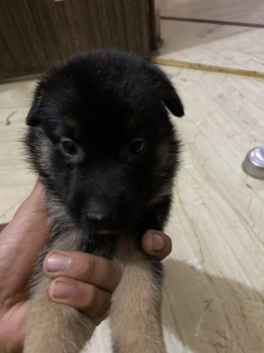 German shepherd puppy