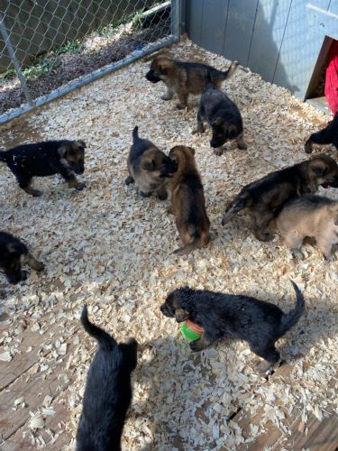 AKC German Shepherd Puppies