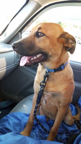 German Shepherd puppy mix for sale