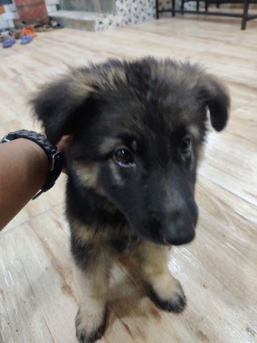 We have to sell our 50days puppy due to some family issues