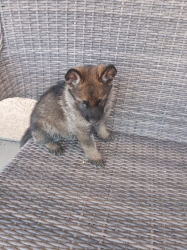 AKC German Shepherd puppies