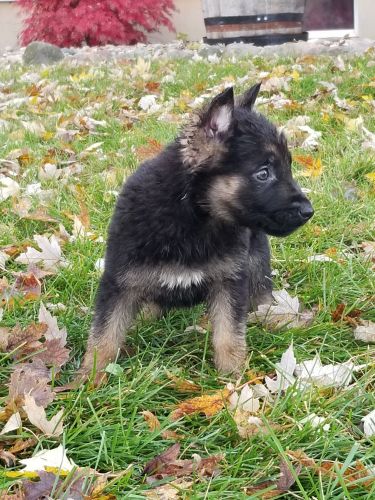 !!FULLY VAXED AKC REGISTERED GERMAN SHEPHERD PUPPIES!!