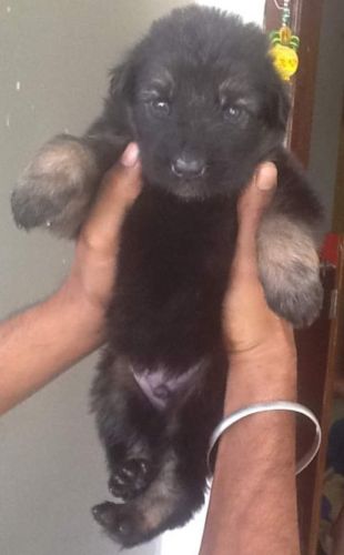 Double coat GSD puppies