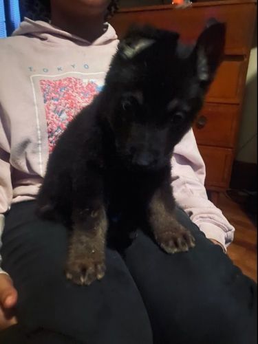 German shepherd puppies