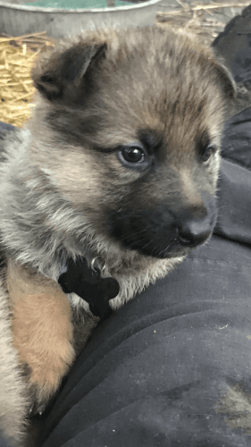 Mid Michigan German Shepherd’s