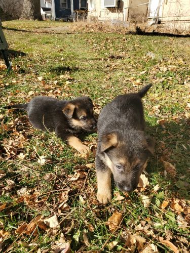 German shepherd puppies